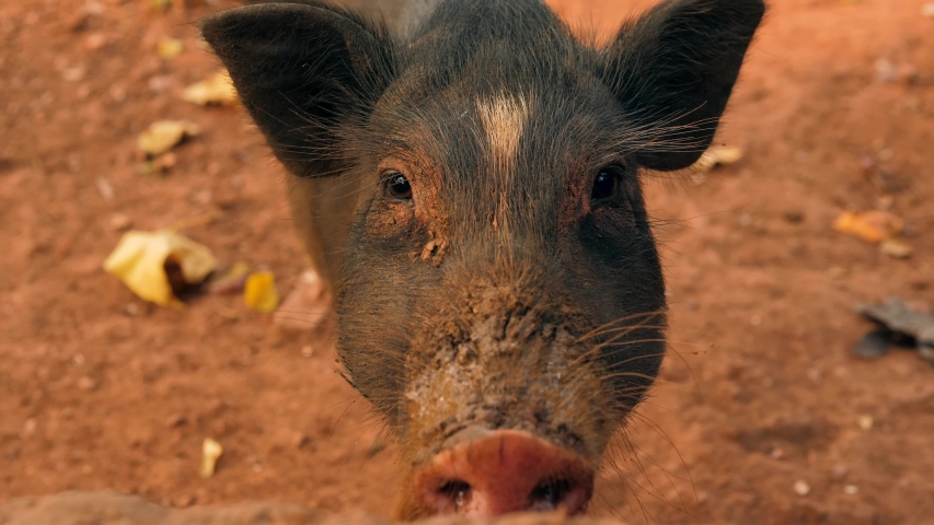 pigs rummage in the garbage. India is looking for food. Ecological disaster dump world pollution. Plastic in the oceans animals suffer trouble. Piglets pork meat dirt stink