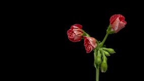 Macro timelapse video blooming flowers of red geranium.4K