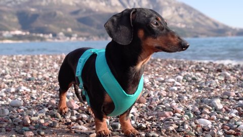 Close up shooting of adorable black and tan dachshund wearing pretty aquamarine blue jacket, standing on the desert pebble beach and turning its head from side to side. Outdoors, sea view background.