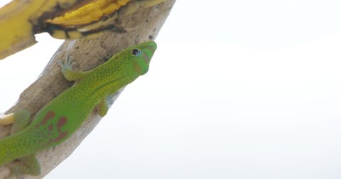 A small, green and yellow Madagascar day gecko crawls over a rotting banana, using it's tongue to lick at the meat of the fruit. The reptile eats its meal against a background of sky and foliage.