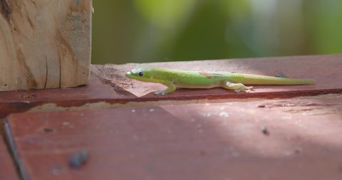 A vibrant green Madagascar day gecko walks along a wooden deck before arriving at a rotting banana, where a second gecko is already feeding. Originally shot in 6k. Honolulu, Hawaii, United States.