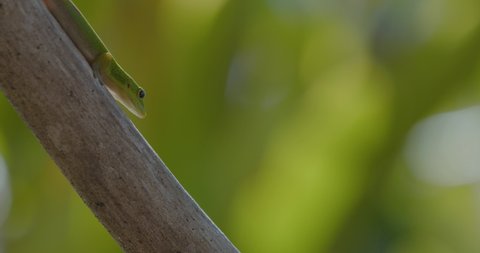 A green Madagascar day gecko perches on a wooden branch, against a lush green jungle background.  The lizard breaths heavily on the branch, before scurrying off and out of frame. Honolulu, Hawaii.