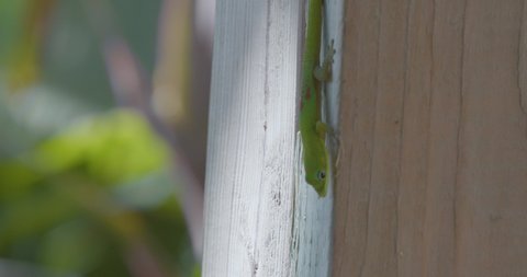 A juvenile Madagascar day gecko scurries down a wooden post to find a banana. The camera shakes as we follow the young lizard. Honolulu, Hawaii, USA.