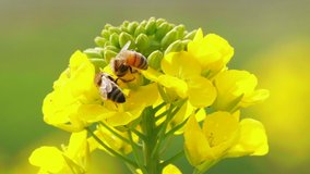 Close up three lovely honey bees collecting pollen on the yellow rape flower detail bees on blooming spring canola flower bud slow motion of insect in the nature clip