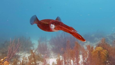Scuba diving with tropical marine life, underwater video. Red squid swimming close to the video camera. Wild animal in the ocean, details of the body. Aquatic wildlife in the sea.
