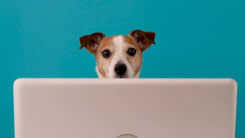 Cute little dog looking at camera while sitting in front of laptop against blue background in studio Royalty-Free Stock Footage #1048460227