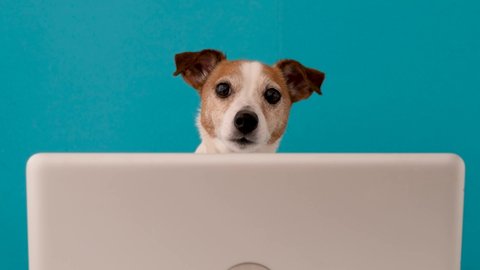 Cute little dog looking at camera while sitting in front of laptop against blue background in studio
