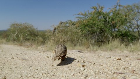 African pangolin walking in the wild.