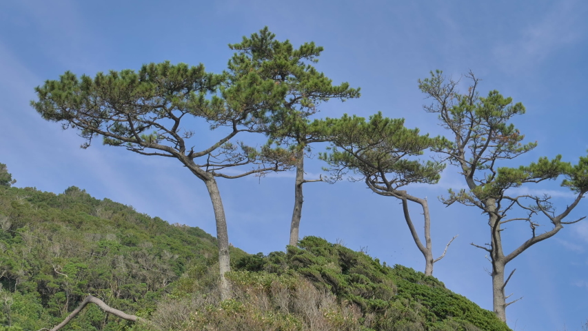 The trees on top of the mountain hill in the Pacific Ocean with the blue sky above