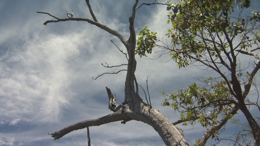 All-terrain vehicle (ATV) or 4 wheel drive, passing by Australian billabong - original footage, not color corrected, without sound.