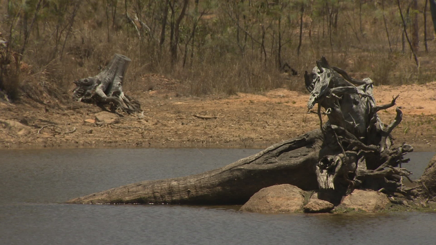 Tree stump like a crocodile in Australian billabong - original footage, not color corrected, without sound.