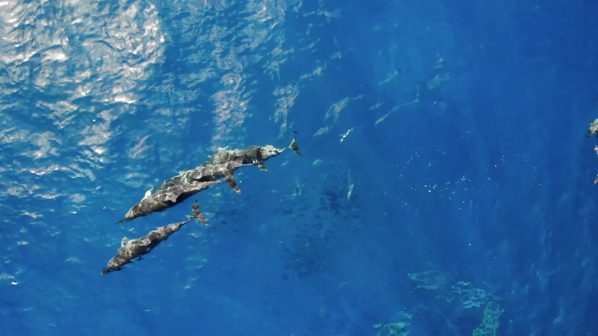 Best drone shot of four dolphins swimming together, showing unity. Amazing drone shot of school of dolphins swimming together in the waters of Hawaii. Blue waters and warm sunlight. Clear blue waters.