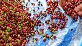 Raw coffee beans manuals cut out process by hand farmers 