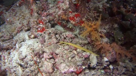Yellow Pacific Trumpetfish - Aulostomus chinensis swim on coral reef in the night. Indian Ocean, Maldives , Asia