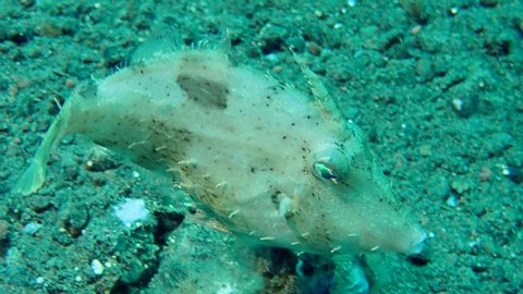 Bristle-tail Filefish - Acreichthys tomentosus swims over the bottom, Bali, Indonesia