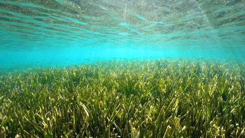 Shallow seagrass Posidonia Oceanica under water surface with small fish, natural light, Mediterranean sea, France, French Riviera, Var