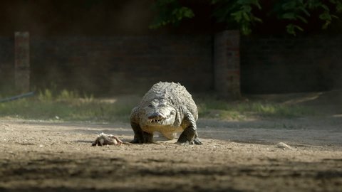 Huge crocodile walks towards and eats a chicken. 