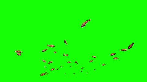 Redfish school of fish, Green Screen Chromakey