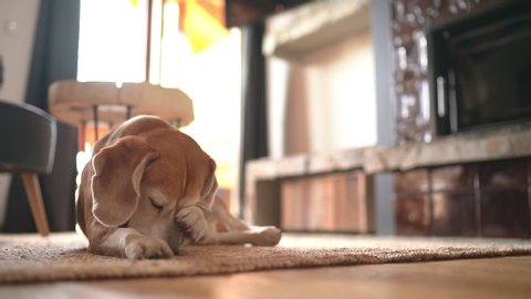 4k Beagle lying down on carpet on floor at home licking paws and cleaning muzzle