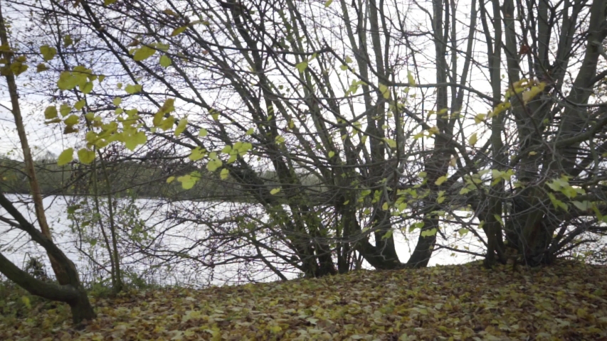 A man outside taking a picture of a leaf on a tree in autumn.