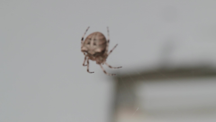 Large Spider hanging in Web CLOSE UP SLOW MOTION PAN MACRO SHOT