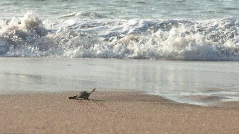 Newborn sea turtle flapping its wings and disappearing into the waves in slow motion, laniakea beach, Hawaii.
