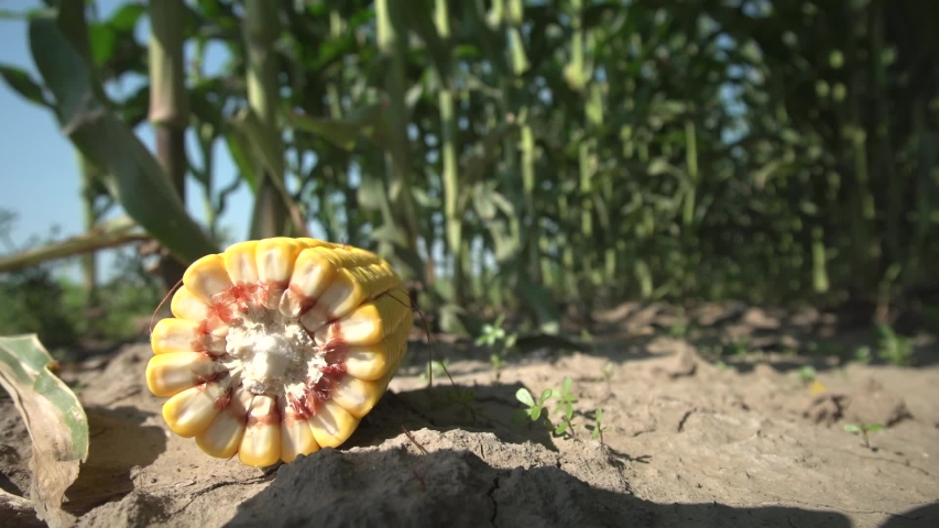 Yellow corn cob grains, maize