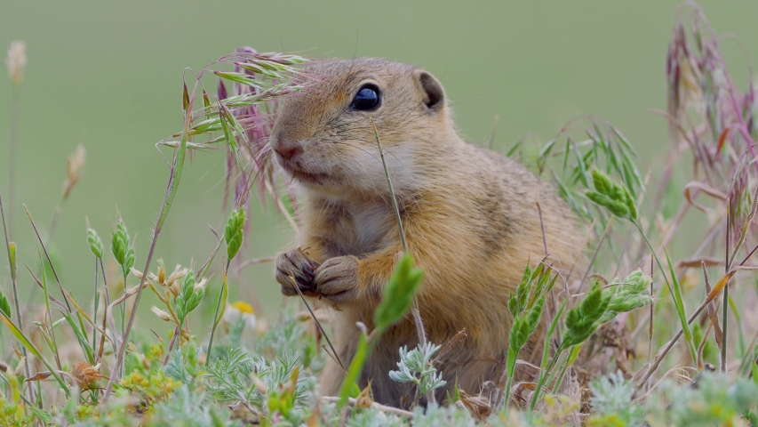 European ground squirrel in natural habitat (Spermophilus citellus)