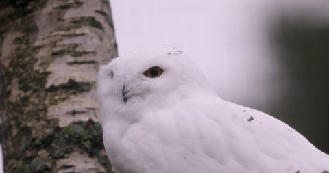 Snowy Owl Curiously Staring at Camera
