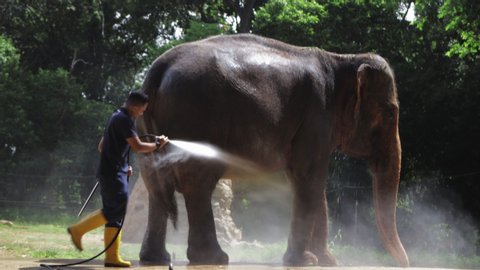 Zookeeper cleans giant elephant with water