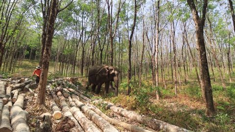 KHAO LAK, THAILAND - 18 MARCH 2020: Elephant exploitation. Asian elephant in chains working in logging industry. Animal welfare and animal cruelty issue 