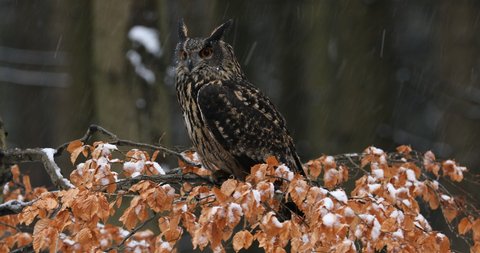 Eurasian eagle owl (Bubo bubo) perched on beech branch. Owl in winter forest during heavy snowfall. Wildlife photo from forest with orange autumn colours. First snow in wildlife nature.