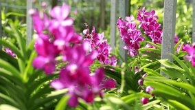 Pink Orchid Beautiful Thai Flower Blur ob Backscreen Plant Back Screen Close up Nature Garden HD Video