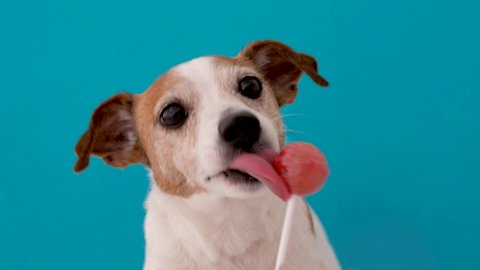 Dog Jack Rassel licks lollipop on blue background