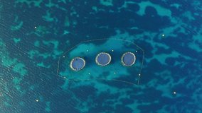 The rings of tuna farm in the Mediterranean sea. Aerial top view