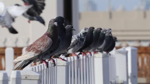 A group of pigeons sitting under sun.