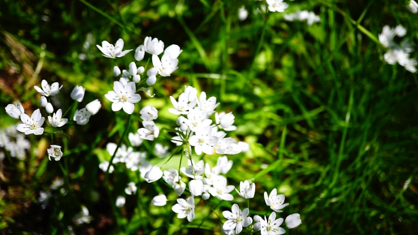 Onion flower Footage #page 6 | Stock Clips