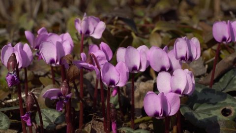 Early spring Caucasian primroses Cyclamen purpurascens with pink flowers in the foothill forest of the North Caucasus
