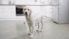 golden retriever puppy standing on floor in kitchen