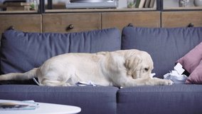 golden retriever puppy shredding paper on sofa