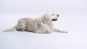 cute and purebred dog lying on white with copy space