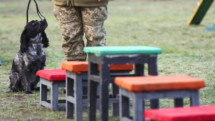 SELECTIVE FOCUS: Training dogs in the army on an obstacle course. Border guards dog handlers train dogs. Military training with animals. Dog executes commands of its owner. Training ground for dogs - Powered by Shutterstock - Get 15% off with code: PIKWIZARD15