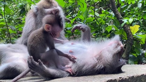 video shows two adult monkeys and their little baby monkey in jungle who jumps on her mom and wants to play with her