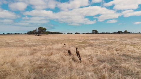Family of kangaroos running on field in Australia on a sunny hot day