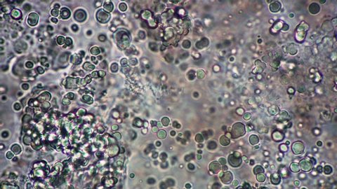 Clumps of sourdough round milk bacillus and sticks move quickly in microscope. Theme of lactic acid foods is under 1000x magnification. Bacteria useful for human body. Microcosmic background.