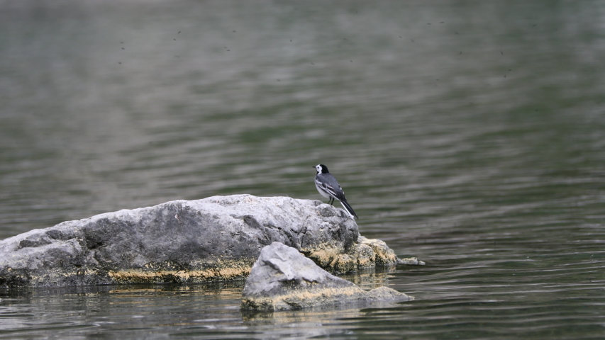 Wagtail on a rock in the lake tries to catch some insects