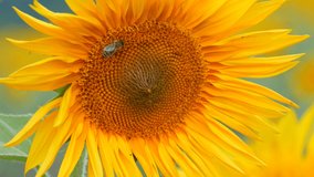 A bee pollinates a young blooming sunflower in a field in a natural environment.