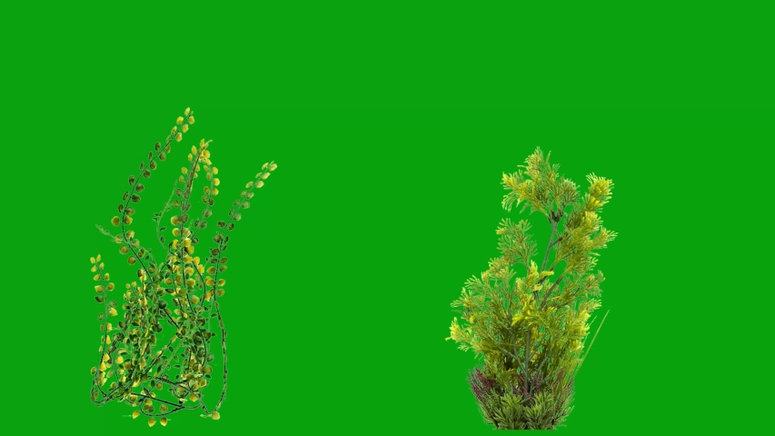Underwater plants motion graphics with green screen background | Shutterstock HD Video #1048592941