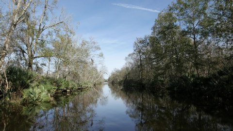 Medium wide tracking shot of the Louisiana swamps with the trees reflected in the waters 