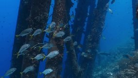 School of fish (Trevallies and Tarpon) swimming under the jetty, blue ocean. Columns in harbor, underwater video from scuba diving. Tropical wildlife in port, travel footage. Marine life.